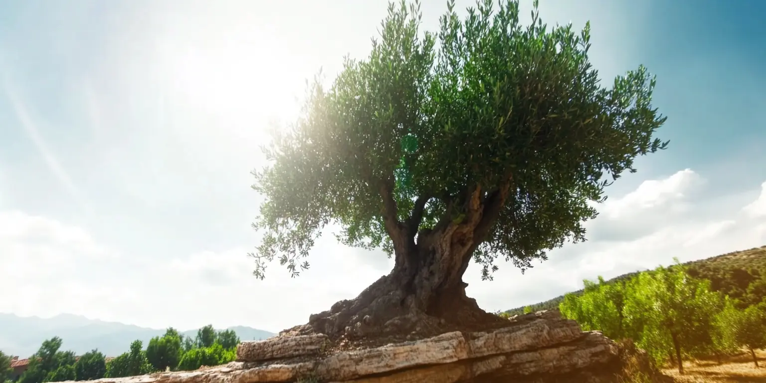 VIII Domenica del Tempo ordinario (anno C) 2 marzo 2025 (n. 7)